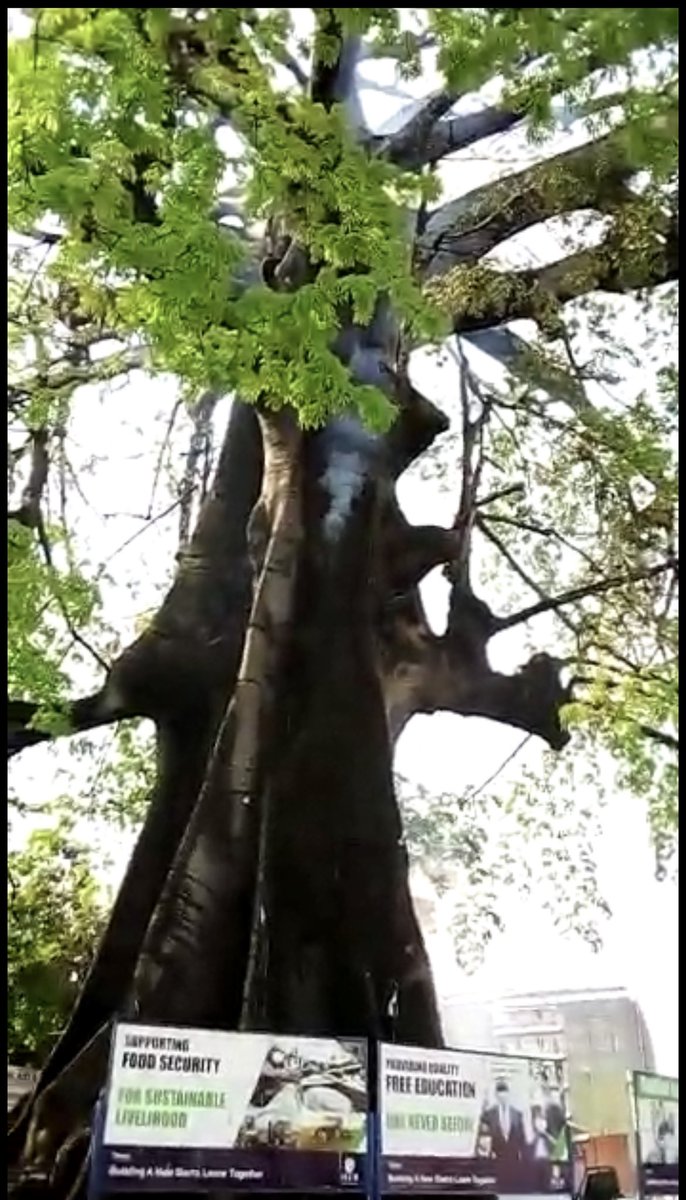 It’s no gainsaying that the integrity of our beloved &amp; historic Freetown cotton tree has really &amp; truly been compromised by so many fires lately. Either we take it out now or it takes us out in the future. Let’s plant another cotton tree or build a huge monument at the same site.