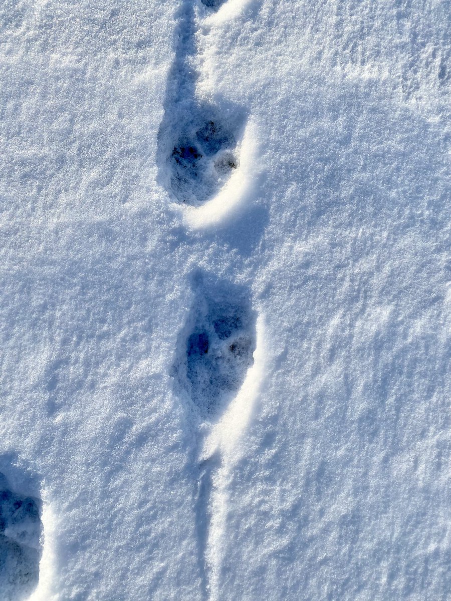 SturdyHugh's tweet photo. Hey @weathernetwork on my walk today I saw lots of tracks in the snow. Any guesses ? I’m guessing coyotes and at least one fox. #TracksInTheSnow #Wildlife #Ontario #Winter #Canada https://t.co/qjJ0vb5m9u