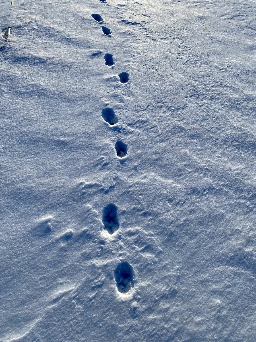 SturdyHugh's tweet photo. Hey @weathernetwork on my walk today I saw lots of tracks in the snow. Any guesses ? I’m guessing coyotes and at least one fox. #TracksInTheSnow #Wildlife #Ontario #Winter #Canada https://t.co/qjJ0vb5m9u