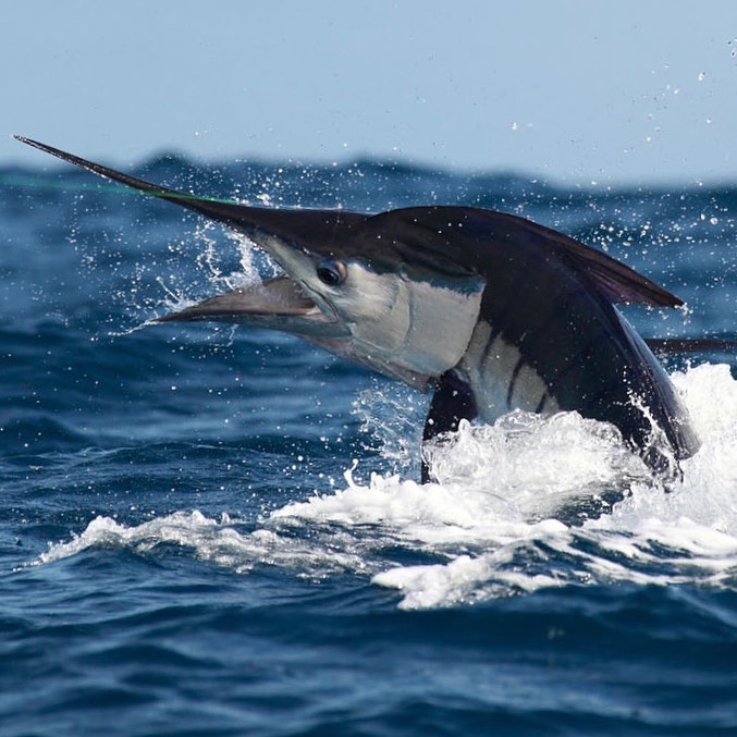 madmarlinfc's tweet photo. Stripey dog 🎣😎
#marlin #billfish #striper #gamefishing #mates #goodtimes #jointheclub #madmarlinfishingclub https://t.co/vPlTHKcFfC