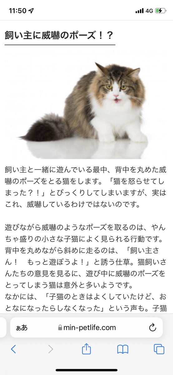 遊んであげるとやってくれる猫さんの やんのかステップ が最高で笑ってしまう ほんとにやんのか感すげえ Togetter