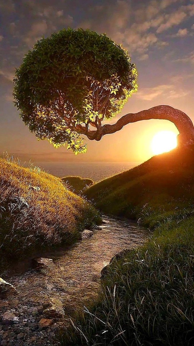 NatureDevotee1's tweet photo. Good Morning ! 🔆 🌳 https://t.co/gsjYriZxwU