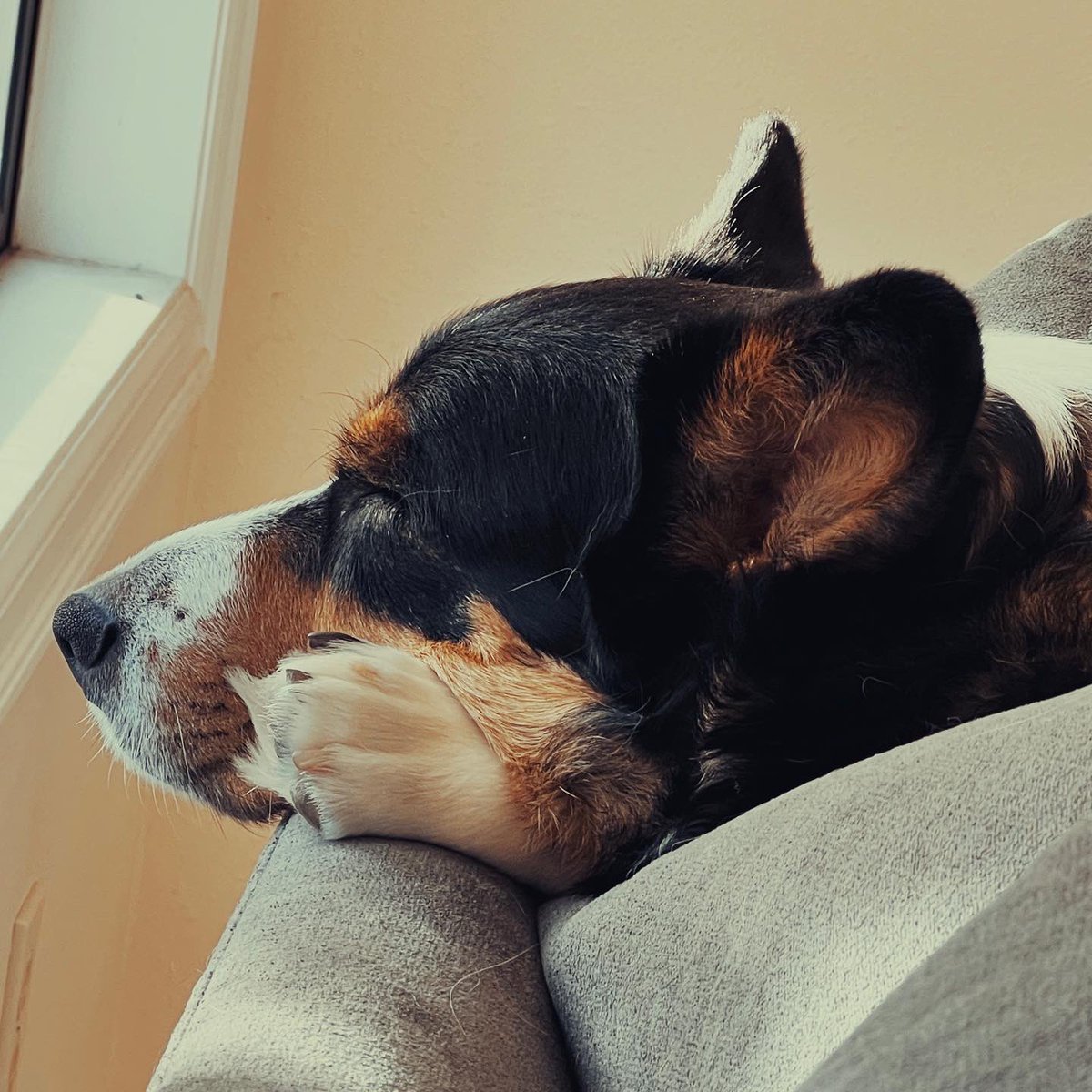 bdrago's tweet photo. She has short legs and a huge heart. ❤️ https://t.co/6QtehpkSPc