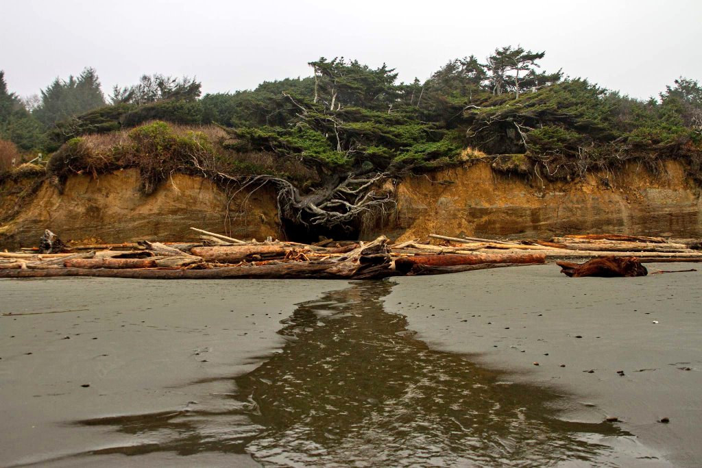 SlideShowJimmy's tweet photo. Obligatory Tree of Life photos from my trip to the Washington coast. Nature is neat @OlympicNP #K5winter #k5explore https://t.co/CB3jSetR5r