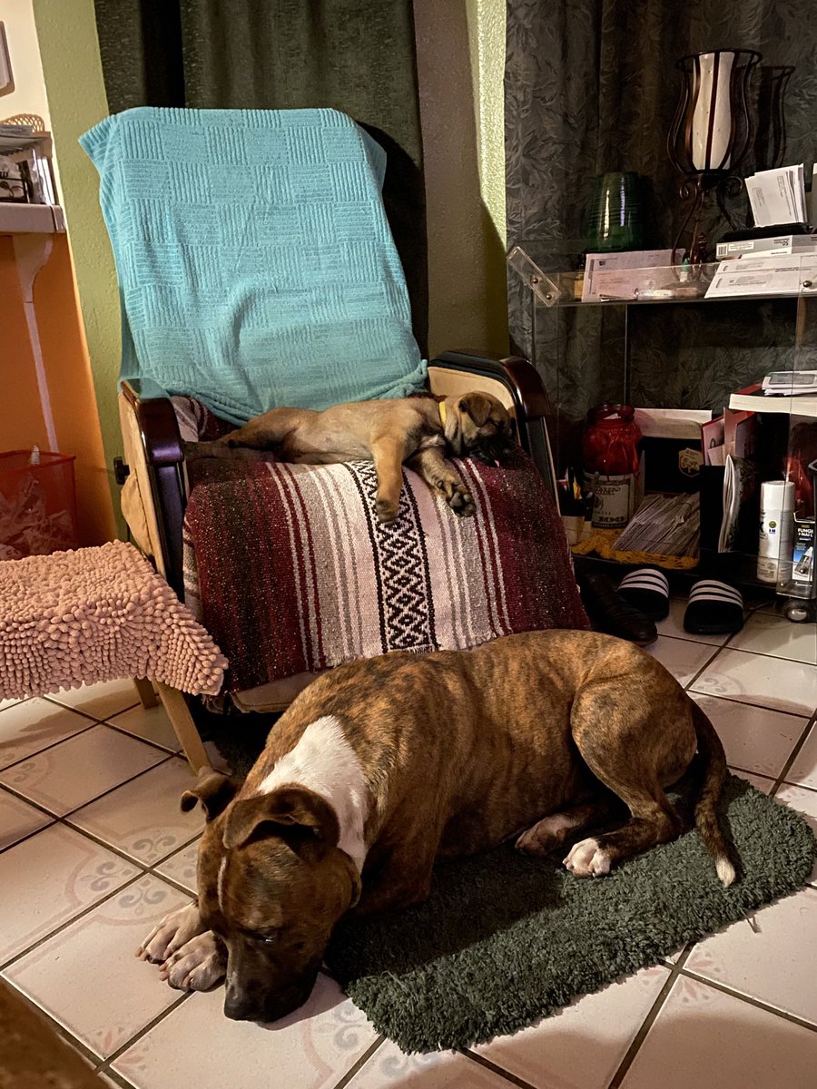 __Manny_1's tweet photo. CAN ANYONE PLEASE KEEP A LOOK OUT FOR MY DOG!!! He means the world to me and he’s disappeared from my house, Near 25th E and Ave R (his name is tiger, he’s very friendly) https://t.co/r9EFXXgnZI