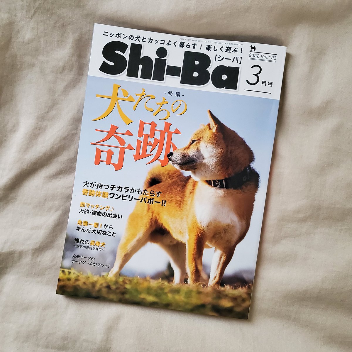 Shi-Ba最新号が発売中！！ 今回の大特集は 「 #犬たちの奇跡 」 日本犬