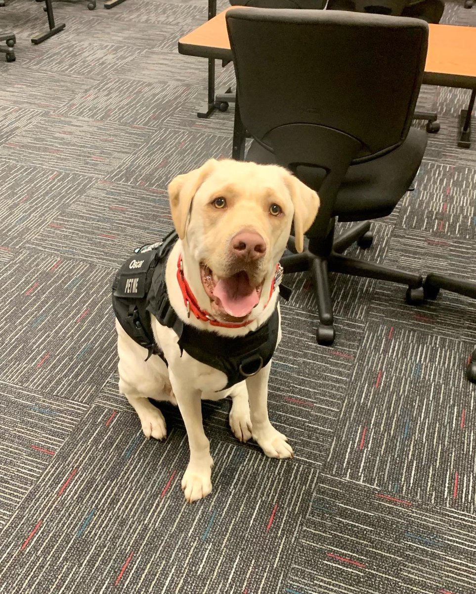 OscarTherapyDog's tweet photo. Oscar waiting for his friends tonight and then making sure they only took one copy each of the paperwork 😄🐾 #dogs #dogsoftwitter #teachingassistant #besthelper #emt #firstresponder https://t.co/2Kqu73GuH6