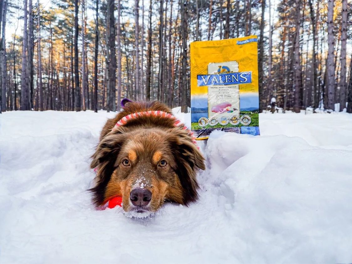 Sooooo cold outside, #valenspetnutrition is her comfort food 🤤

#valensdog #hikingadventures #dogsofquebec