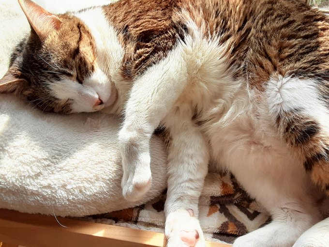 もうぜったい いいにおいだってわかる☺️くんくん 