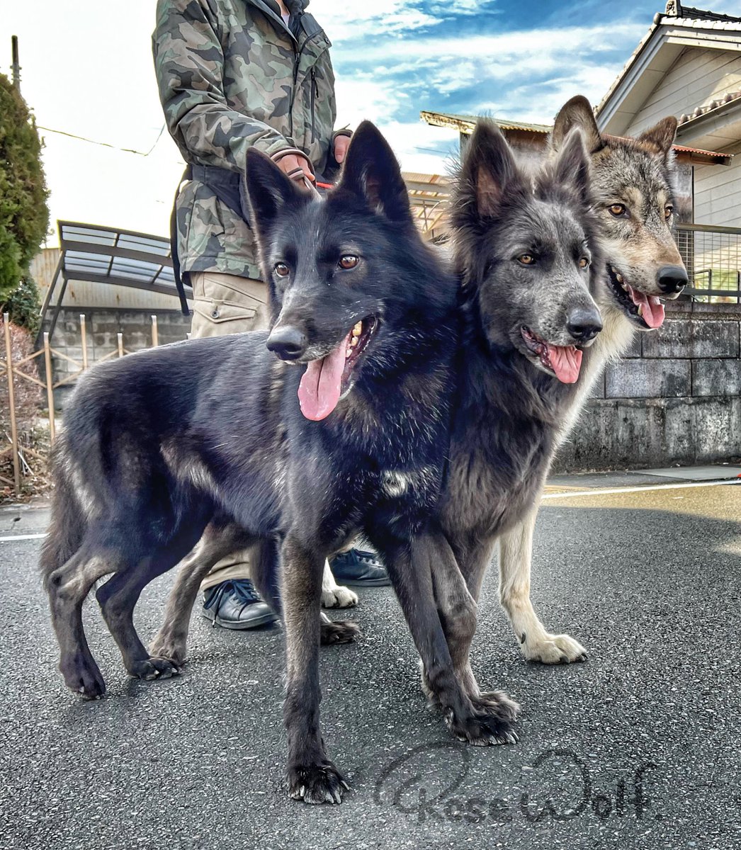 街でローズウルフ三頭を散歩させてたらケルベロスと呼ばれた話 ガチじゃん これは強い など Togetter 街でローズウルフ三頭を散歩させてたらケルベロスと呼ばれた話 ガチじゃん これは強い など Togetter