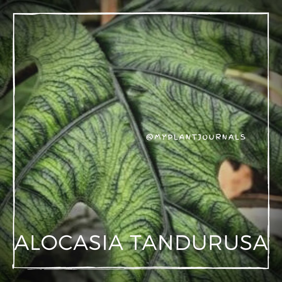 #alocasiatandurusa leaves in zoom close look. Bit hairy and obvious snake skin pattern😍
#myplantjournals #alocasia