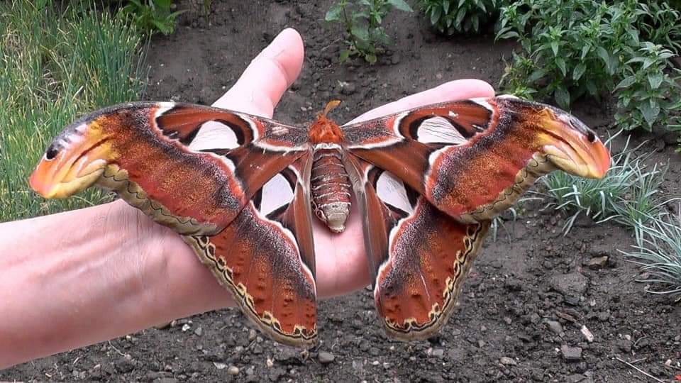 В крыму обитает самая крупная бабочка европы. Павлиноглазка атлас Attacus Atlas. Attacus Atlas бабочка. Бабочка Павлиноглазка атлас. Павлиноглазка атлас, или князь тьмы.