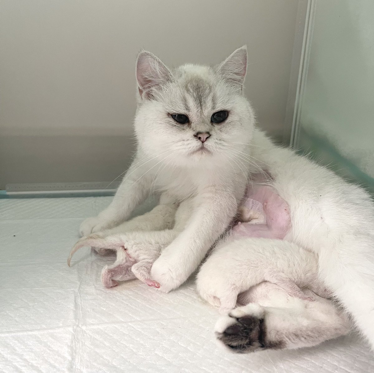 Bonusiie's tweet image. อวดลูกแบบหนุบหนับ