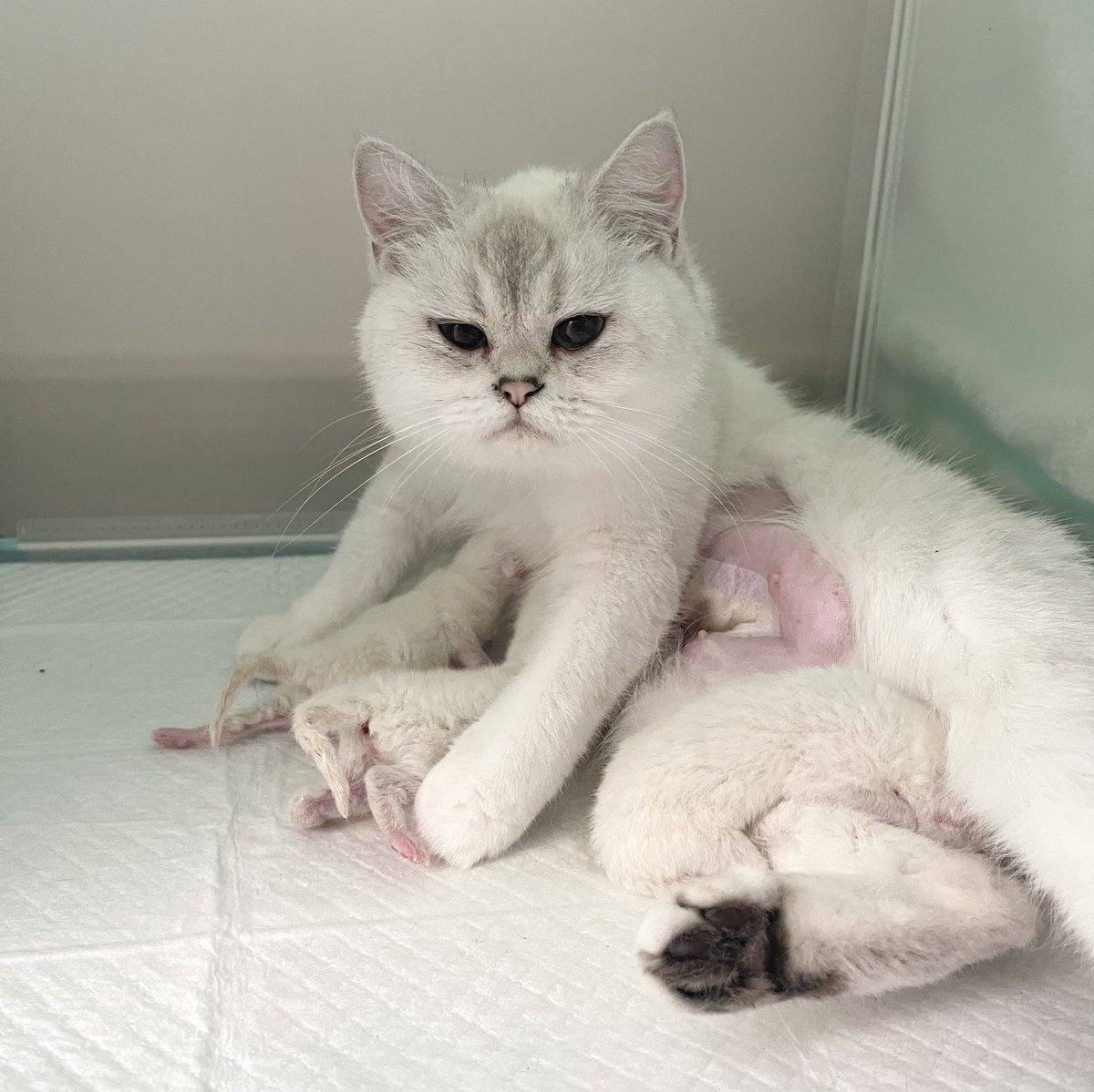 Bonusiie's tweet image. อวดลูกแบบหนุบหนับ