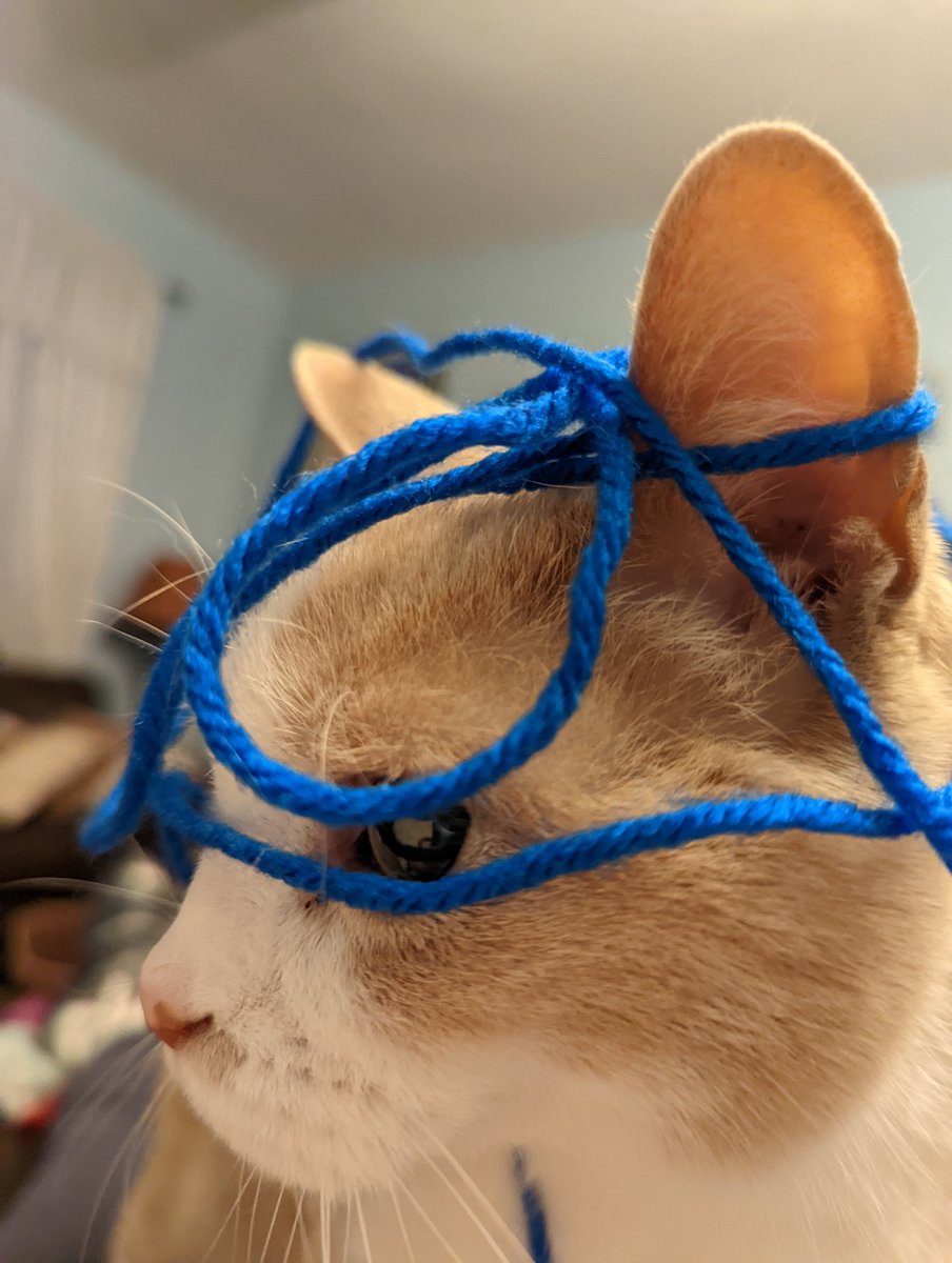 Popcorns_Views's tweet photo. I swear there's a blue ball around here somewhere. I only see blue string just about everywhere.
#knittingproblems
#CatsOfTwitter
#Caturday https://t.co/rCpK5ow2MO