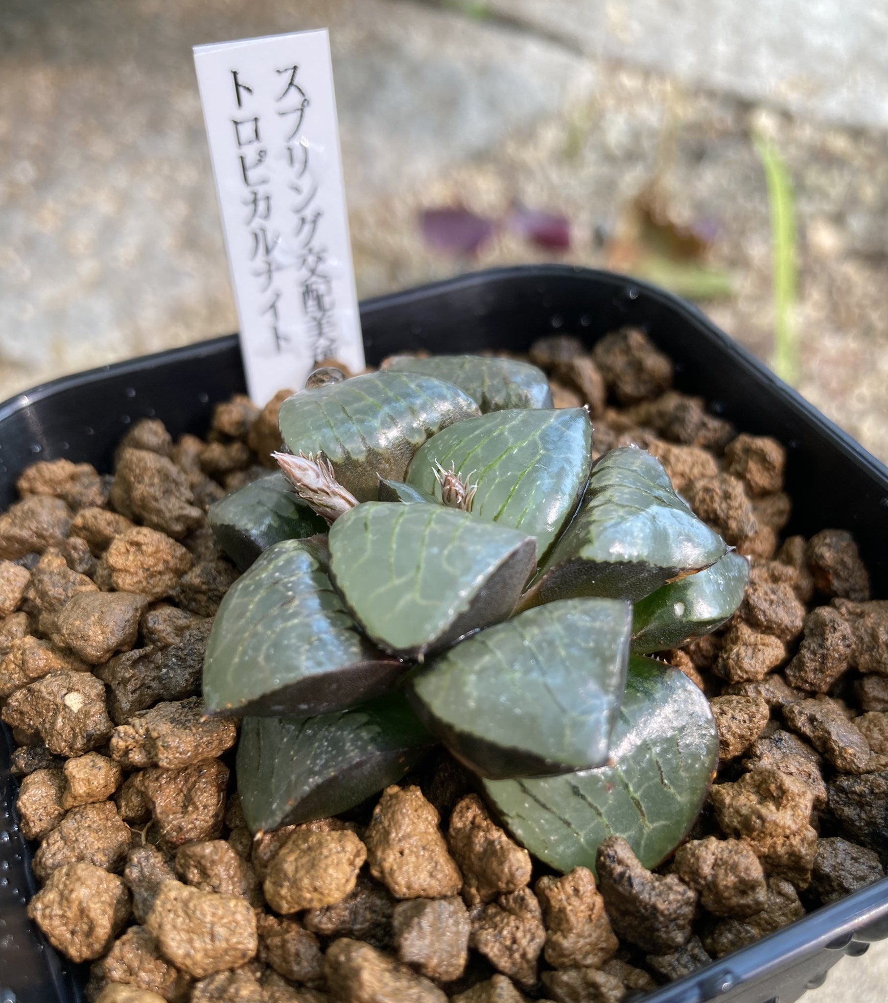 ハオルチア トロピカルナイト錦 極上斑