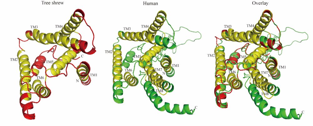 SzeAmber's tweet image. Tree shrew PSEN2 mRNAs were ubiquitously detected in all tissues, with a tissue- and temporal-specific pattern.
imrpress.com/journal/JIN/19…
#AlzheimersDisease #tree_shrew #animal_model #structure #neuroscience