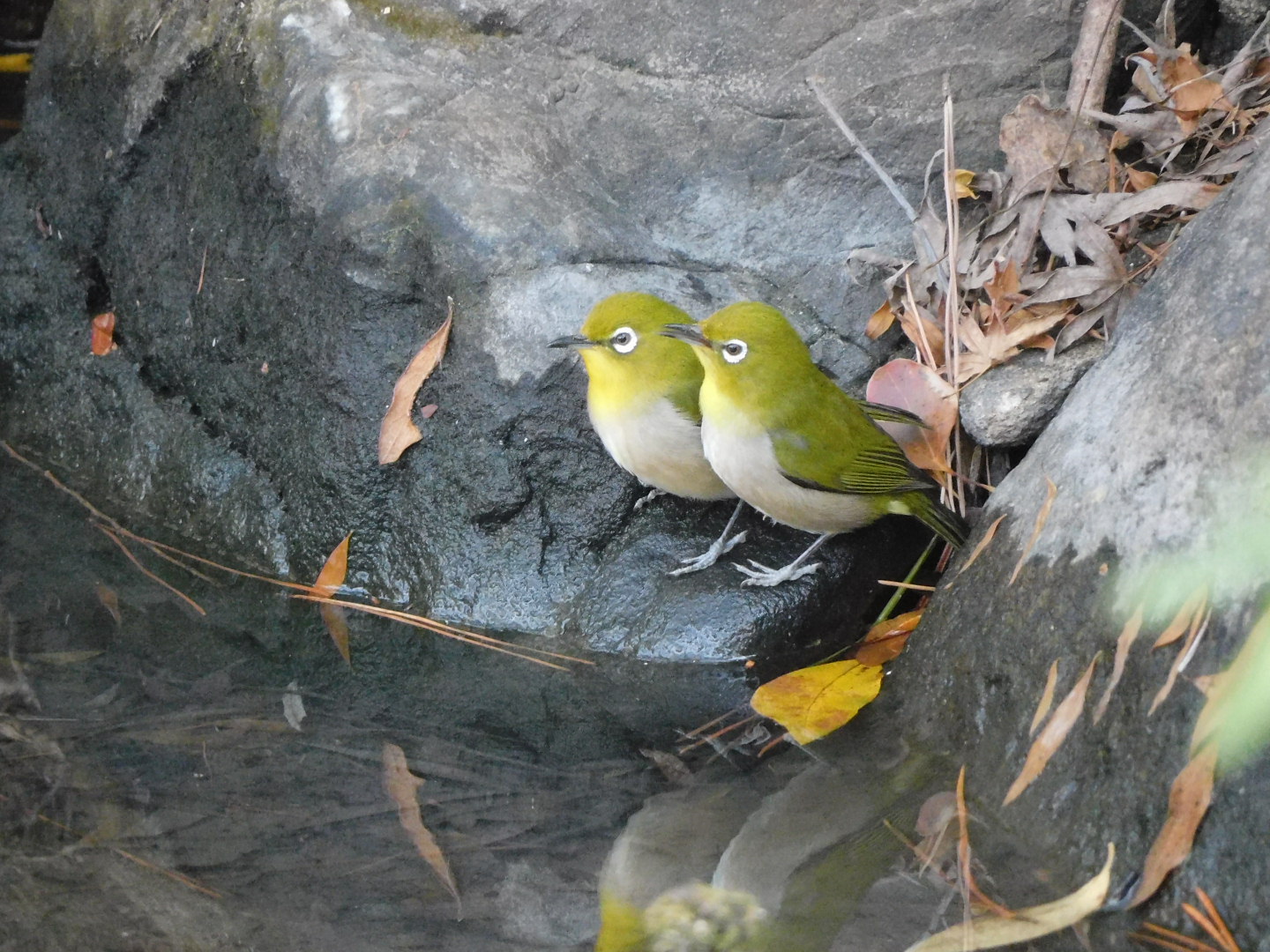 Yuchan 遅めの写ん歩で会っちゃった 水辺の仲良しメジロっち メジロ かわいい T Co Eqdmtr04si Twitter Yuchan 遅めの写ん歩で会っちゃった 水辺の仲良しメジロっち メジロ かわいい T Co Eqdmtr04si Twitter