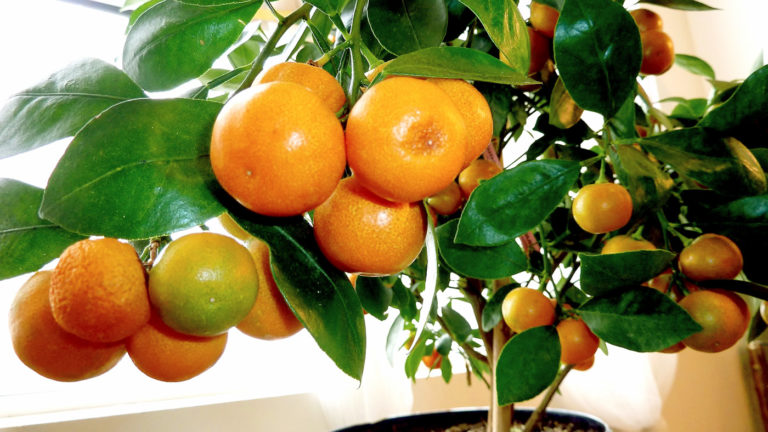 naturebring651's tweet image. Start citrus plants by planting them in a small container. Smaller containers help retain the expected moisture than larger containers. For planting new trees, an 8-inch diameter container....read..naturebring.com/grow-orange-co…
#orange #citrusplants #care #naturebring #growing