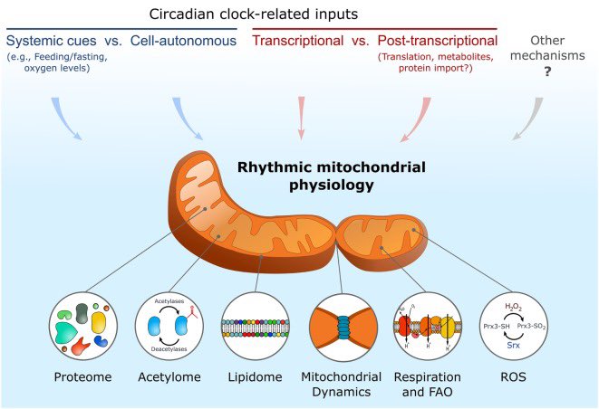 The Circadian Nature of Mitochondrial Biology  https://www.ncbi.nlm.nih.gov/labs/pmc/articles/PMC5165042/