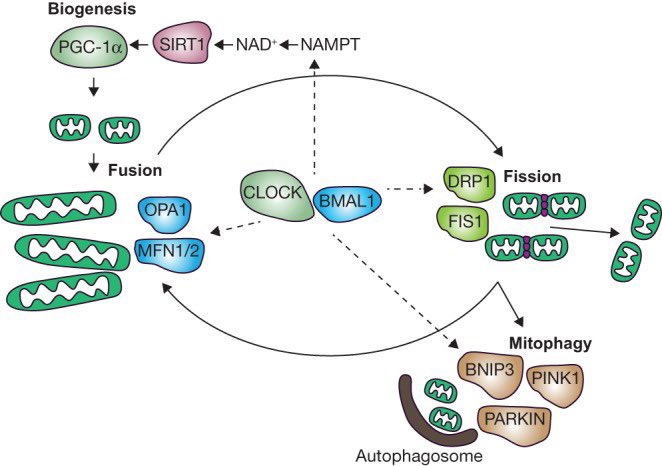 Circadian rhythms in mitochondrial respiration  https://www.ncbi.nlm.nih.gov/labs/pmc/articles/PMC5854864/