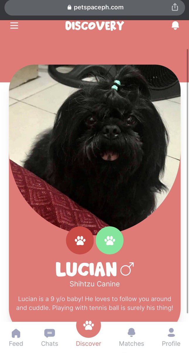 Petspaceph's tweet image. Hi everyone 😍
My name is lucian and I am a 7 year old Shih Tzu ♥️
Sign up at 👇🏼👇🏼👇🏼
Petspaceph.com

#socialmediaforpets #furbabies #cats #dogsoftwitter #CatsofTwittter #dogs #pets #AdoptDontShop