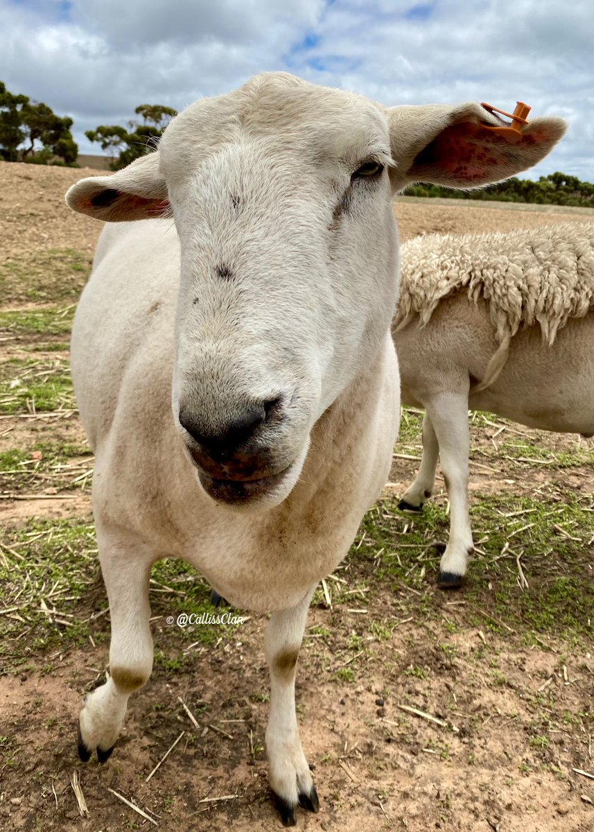 CallissClan's tweet photo. We haven’t seen much of #MaxiMoo since his good mate #ValeTim died, but he was quite chummy this afternoon. Welcome back, Mr Moo 🥰 https://t.co/fW7GT5FnVT