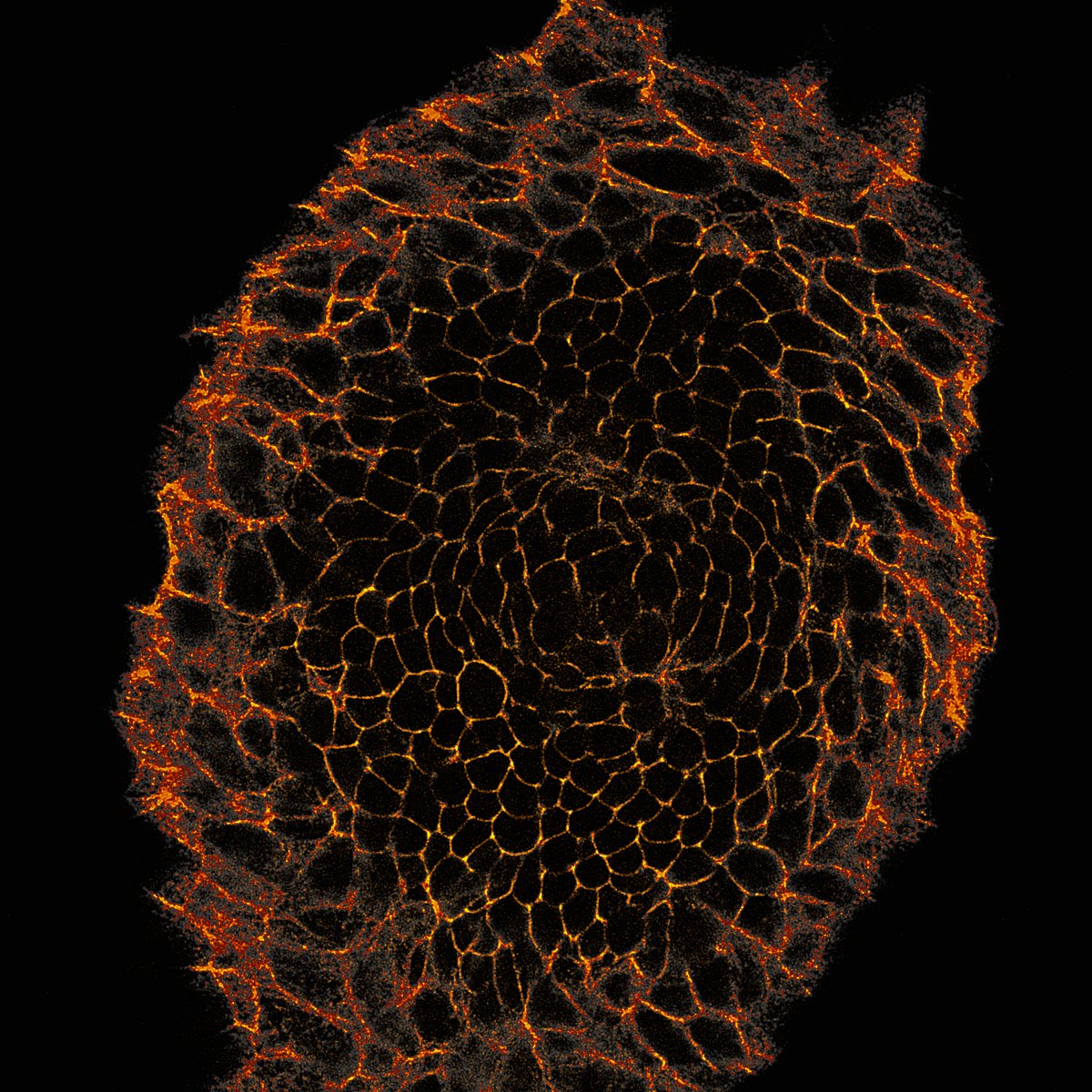 MicrocosmicNFT's tweet photo. Sometimes cells come together to do beautiful things @MicrocosmicNFT. Like people. We wish you a beautiful weekend!
#OpenSeaNFT #microscope #NFTCommunity https://t.co/tEKD5m2N5A