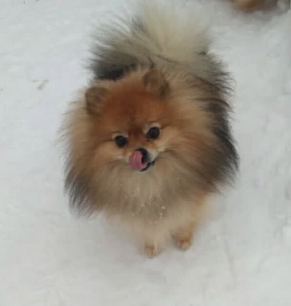 Тут такая ситуация. У женщины был питомник шпицев, женщина тяжело заболела, шпицы (суки, 16шт, разного возраста) остались одни. Моя знакомая ищет пристрой. Контакт через меня.