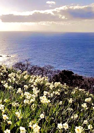 たかくんくん 厳しい冷え込みの中 雄々しい日本海の海岸線の急斜面に 凛として咲く 水仙 の花 見頃は少し過ぎてしまったけれど それでもまだまだ見る人の心を奪う 海の青色と水仙の白のコントラスト 日本海の厳しい自然を耐え忍び 咲き誇る可憐な白い花