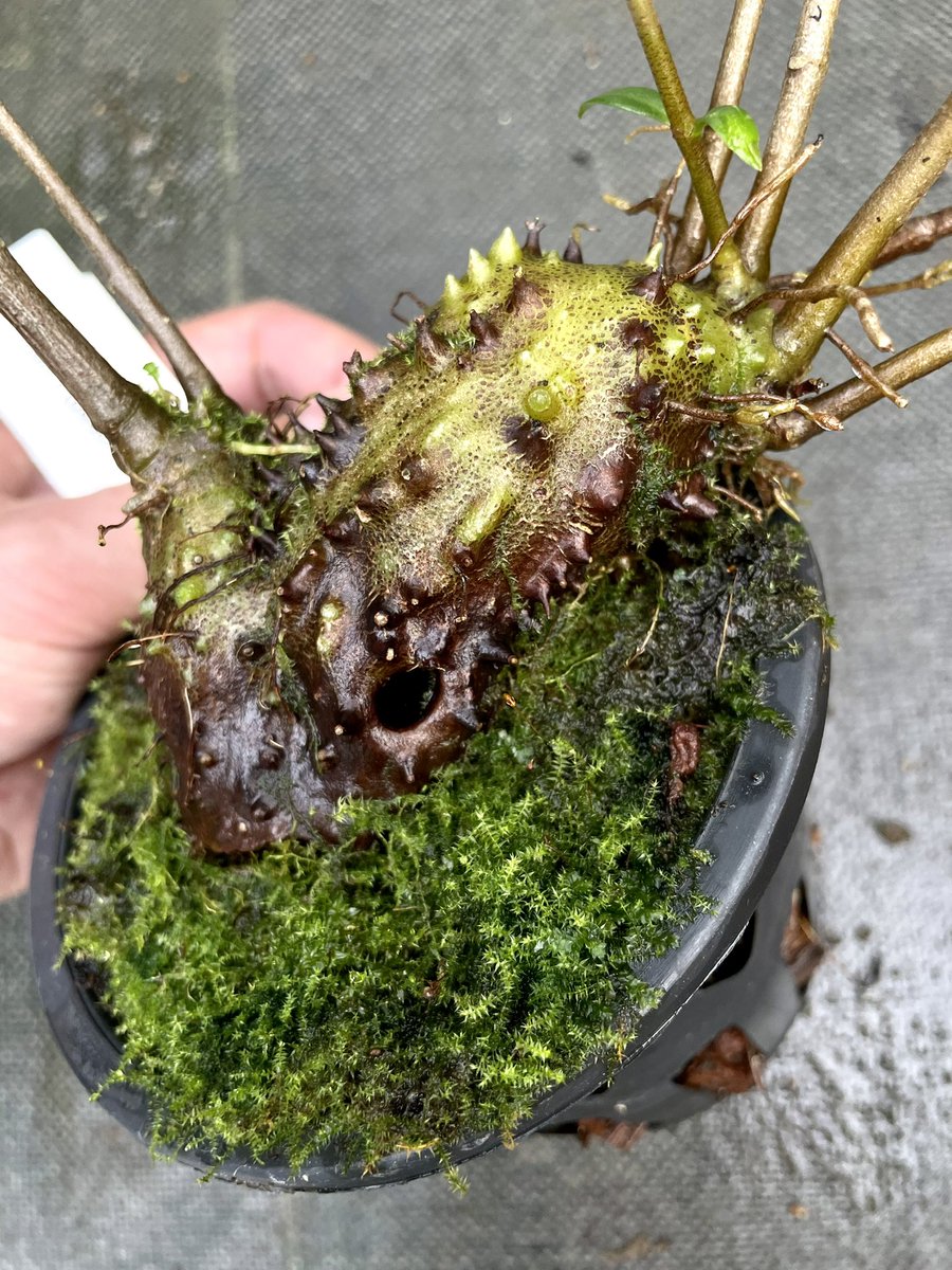 【アリ植物】伊藤蟻植物農園⭐︎ Hydnophytum. aff. ovatum Hydnophytum cf. ramispinum Doormans Top