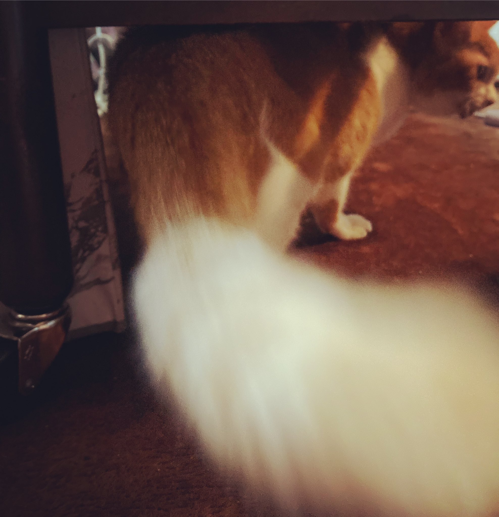 Cattail Twitter Search Twitter