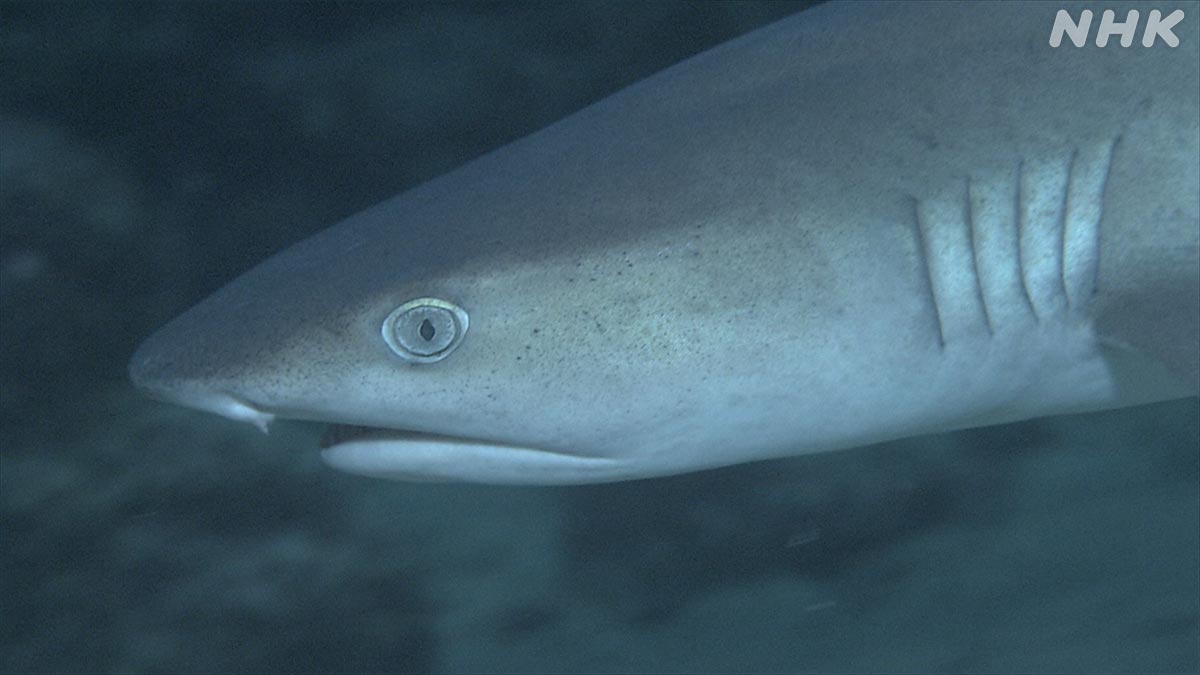 ダーウィンが来た 30日夜7時30分 サメの楽園 ココ島 サメ豆知識 ネムリブカ ネムリブカの頭の形は 他の サメ に比べて平らたく 短いのが特徴です 岩の隙間に隠れる獲物を探して襲うのに有利だからと考えられています T Co