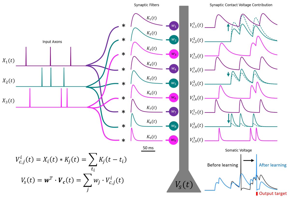 A new preprint about how adding dendrites can potentially explain the phenomenon of multiple synaptic contacts between neurons in the brain:

bioRxiv: biorxiv.org/content/10.110…

With @sapir_shap <a href="/mikilon/">Mickey London</a> <a href="/Segev_Lab/">Idan Segev</a>