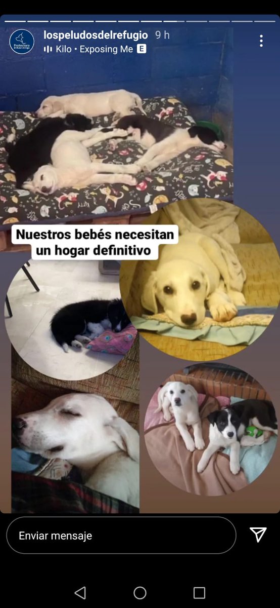 jonivera84's tweet photo. Copita, Lucy y Groucho buscan hogar. Mestizos de tamaño mediano/grande. https://t.co/ssWq7oeYYj