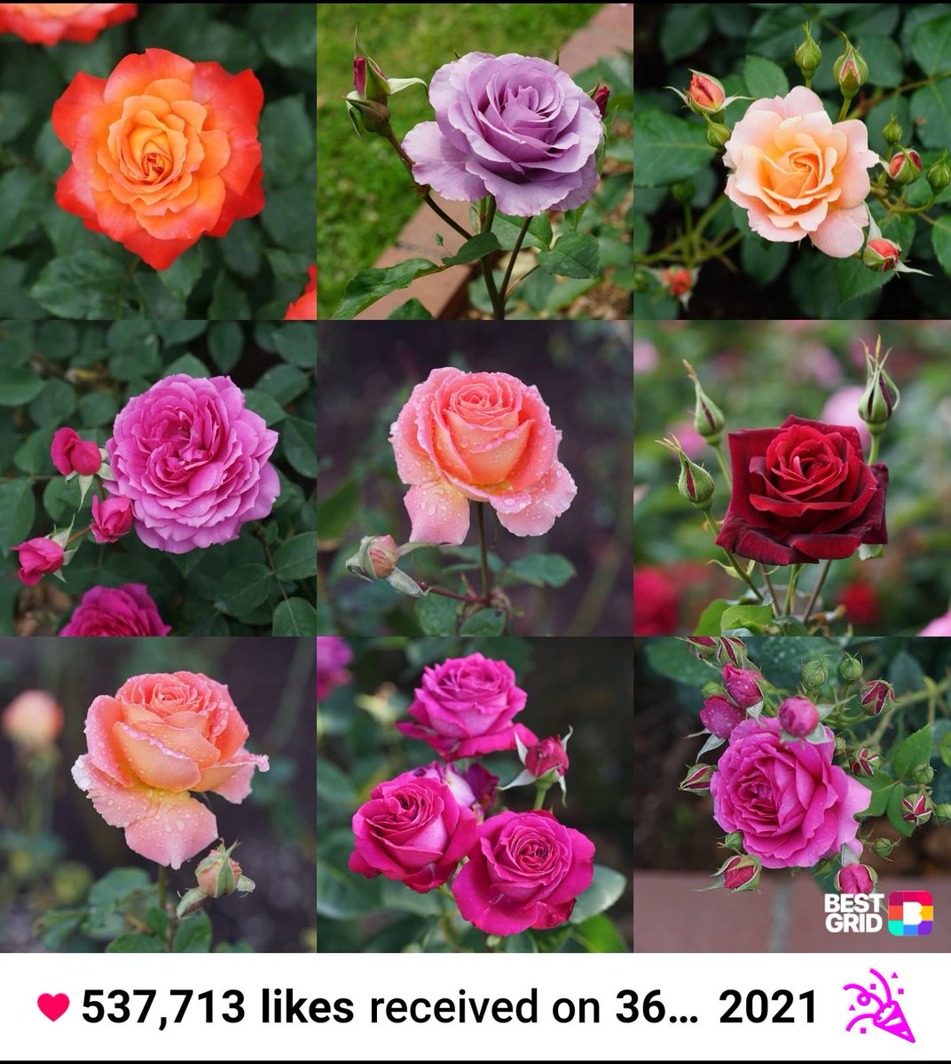 【Best9 Roses2021】
#ponyfony_flowers 
#fm_flowers_  #QuintaFlower 　#meiko_softflowers #phx_rosegarden　#meiko_roses
#healing_roses_ 　#meiko_softflowers
#mysterious_dream_roses