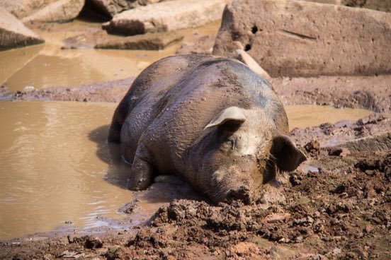 IamMzilikazi's tweet photo. โWhen a pig in mud accuses you of being dirty even though you have just taken a shower, you would be a fool if you try to explain yourself.โ ~ Mzilikazi wa Afrika #NeverArgueWithAFool ๏ฟผโ๐ฟ https://t.co/NQi3qMZp77
