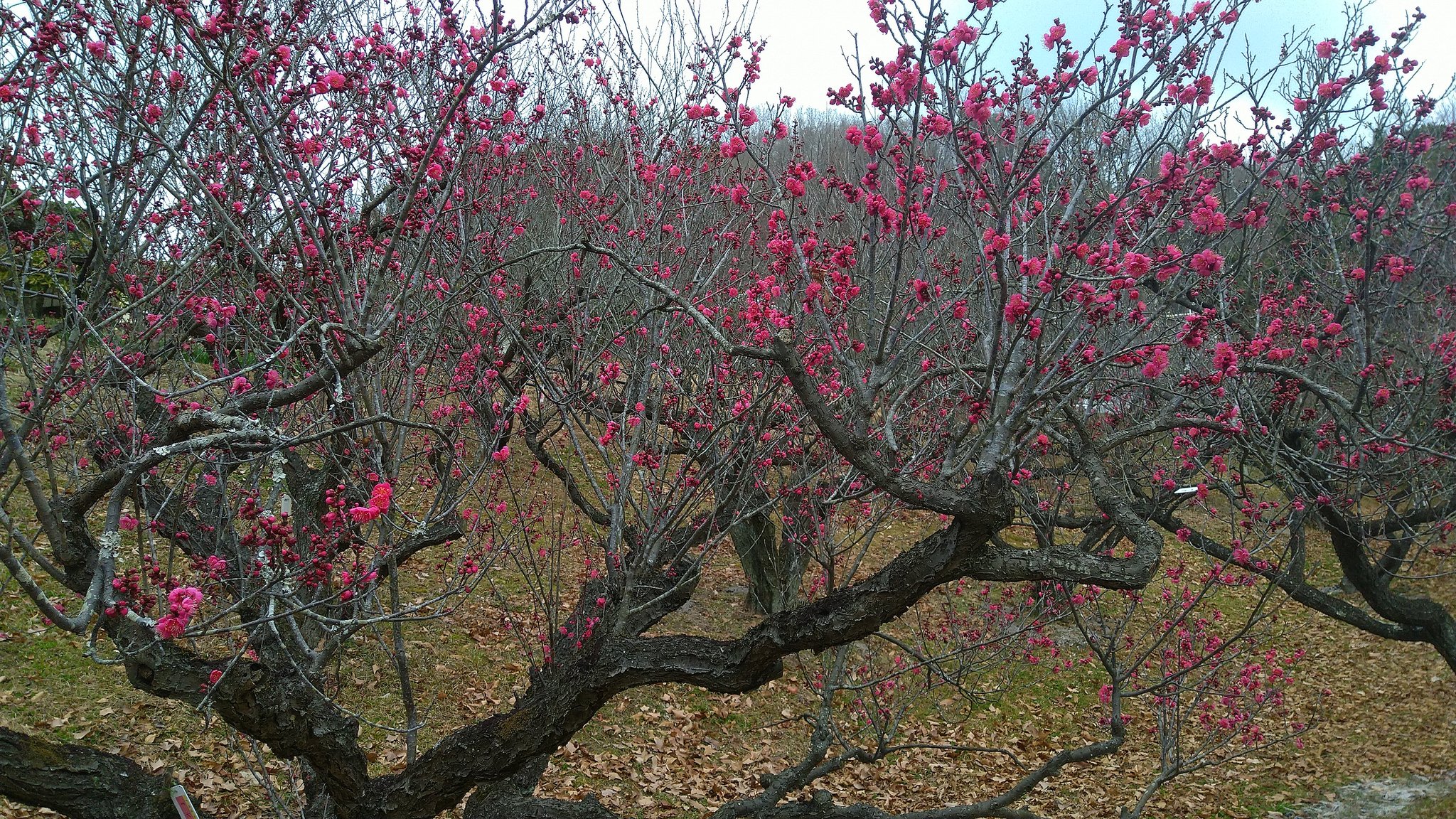 和歌山県植物公園緑化センター Twitter Search Twitter