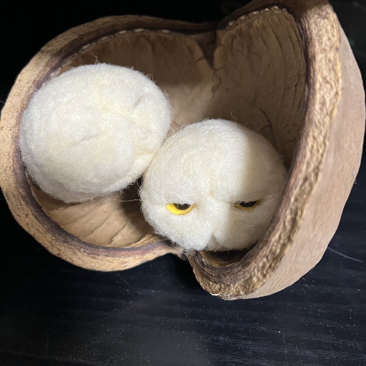 Twoucan エキゾチックショートヘア の注目ツイート イラスト マンガ コスプレ モデル