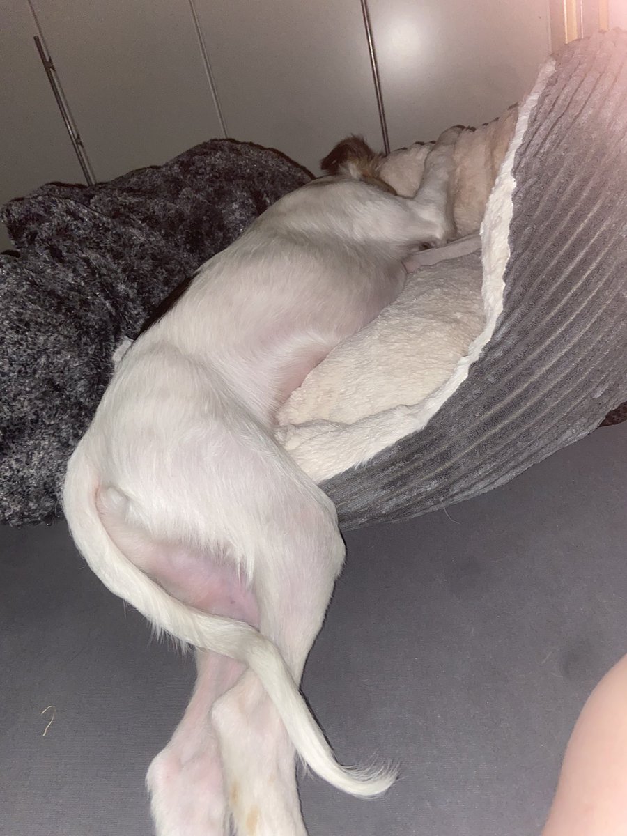Ich finde es ja super, dass der Hund in seinem eigenen Körbchen schläft (ok, zwar auf meinem Bett, aber immerhin)… aber warum muss er mur dabei seine Hinterpfoten in die Nase bohren? 😂🤪😂🤪