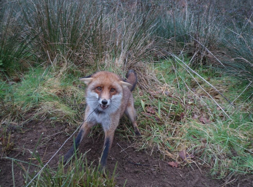 H.I.T. (@foxhiteam) on Twitter photo Moments before Death.
This morning as you wake think about the hundreds of animals trapped overnight by snares.
These animals will endure hours of fear and pain before a brutal death. Please RT.
Help us #BanSnares. Sign <a href="/AnimalAid/">Animal Aid</a>'s petition:
petition.parliament.uk/petitions/6005… Moments before Death.
This morning as you wake think about the hundreds of animals trapped overnight by snares.
These animals will endure hours of fear and pain before a brutal death. Please RT.
Help us #BanSnares. Sign <a href="/AnimalAid/">Animal Aid</a>'s petition:
petition.parliament.uk/petitions/6005…