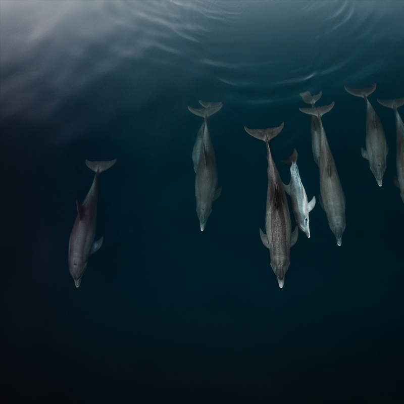 DJIGlobal's tweet photo. "The wonderful thing about photography is that it provides an easy entry point for important conversations on conservation issues."

We talked with @PaulNicklen on the role that drones have in his conservationist passions and his experience with DJI Mavic 3 Cine👇