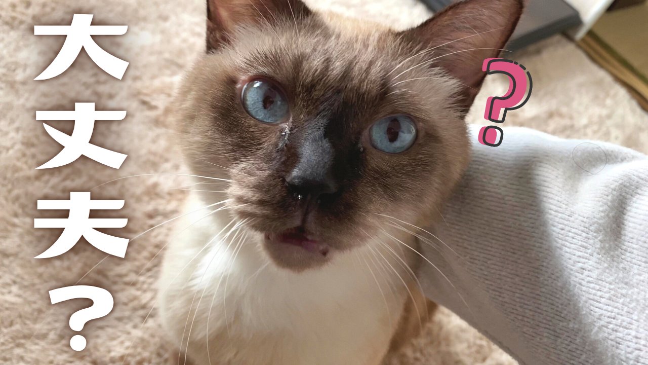 保護猫モフィ 妹スピカの日常 動画投稿 体調不良で会社早退したら心配してすりすりしてくれる元野良の保護猫 シャム猫 シャムミックス T Co Of8ni9puvk 猫 保護猫 シャム猫 シャムミックス 猫好きさんと繋がりたい 保護猫と暮らす 保護猫モフィ 妹スピカの日常 動画投稿 体調不良で会社早退したら心配してすりすりしてくれる元野良の保護猫 シャム猫 シャムミックス T Co Of8ni9puvk 猫 保護猫 シャム猫 シャムミックス 猫好きさんと繋がりたい 保護猫と暮らす