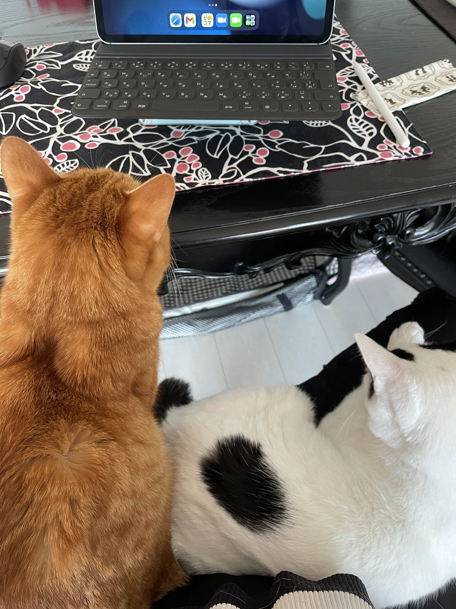 ネコ飼いさんあるある 可愛いオジャマはそのまま放置してしまう 話題の画像プラス