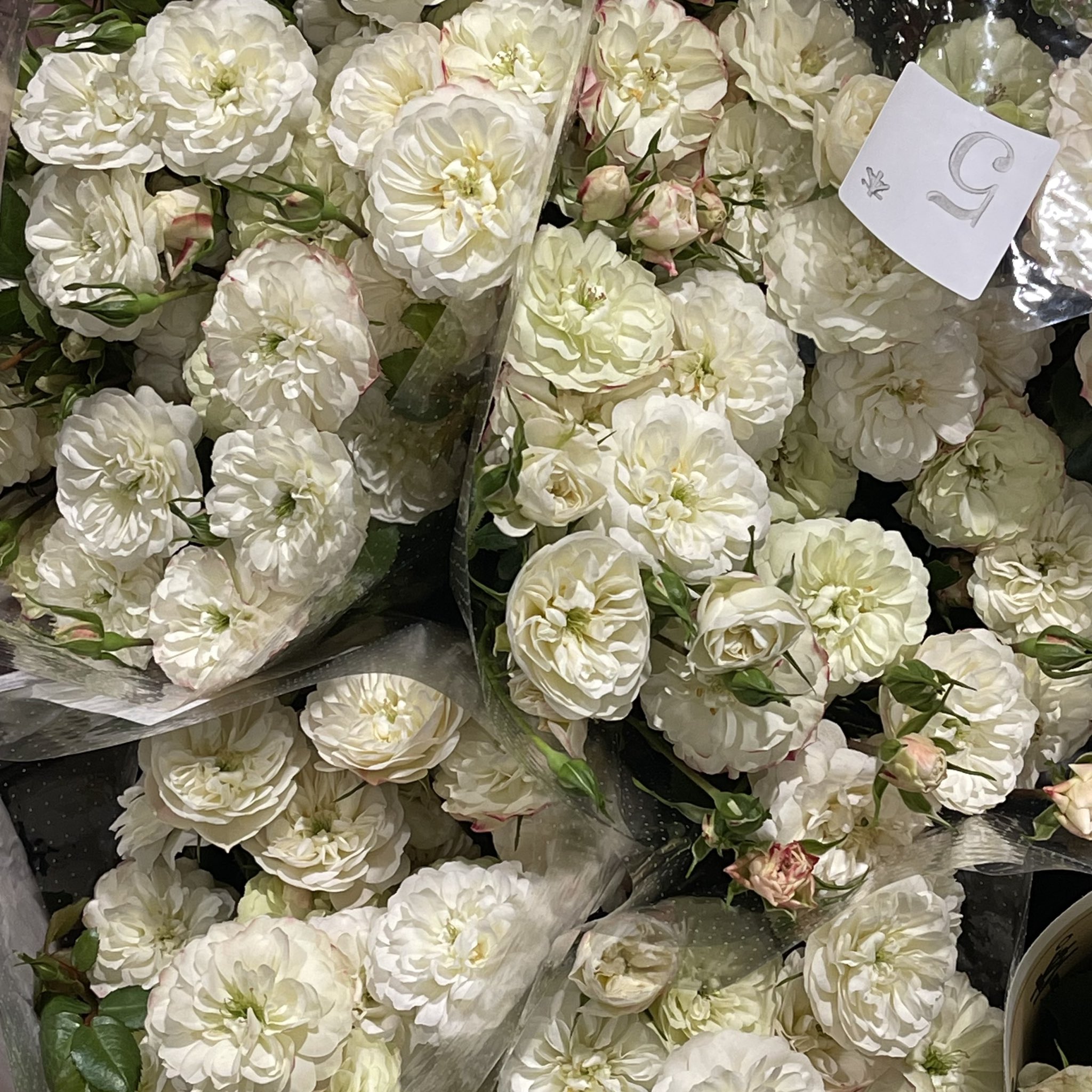 Tweets With Replies By 京乃 華苗 Kanae Kyono Twitter