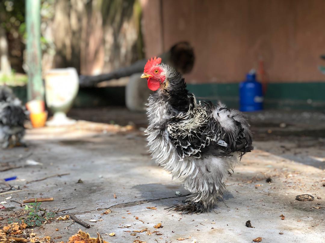 GloriossaC's tweet photo. Good morning, Beautiful 😍 #ZimFarmLife #SunnySaturday #HappyChicken https://t.co/8jAqIWqvLR