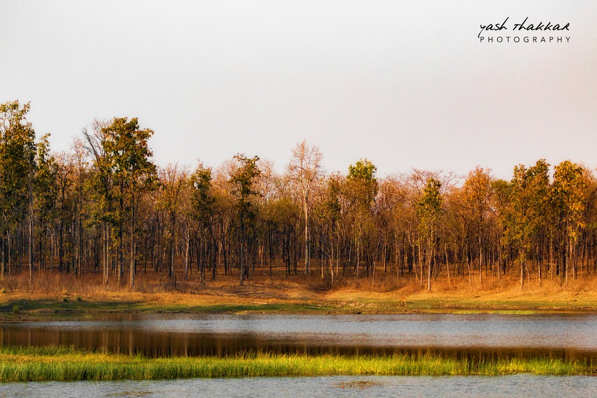Pench National Park. 

Image © Yash Thakkar Photography LLP

#wild #wildlife #india #forest #landscape #pench #penchnationalpark #water #lake #animalkingdom #animalplanet #jungle #junglediaries #wildlifephotographer #wildlifephotography #photography #nationalpark #travel