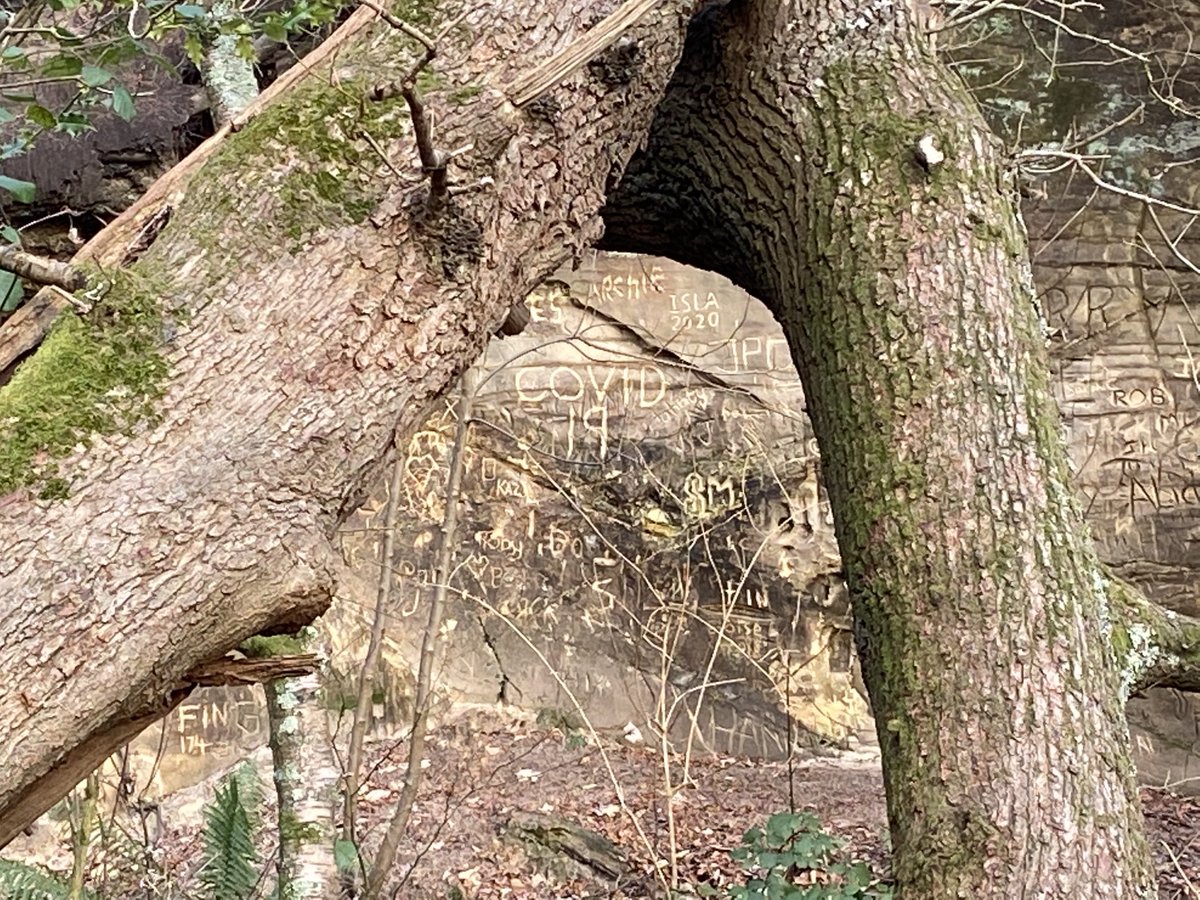 DawnCansfield's tweet photo. Spotted in the woods in West Sussex ⁦⁦⁦@Viral_Archive⁩ https://t.co/9GgzwYZJHs