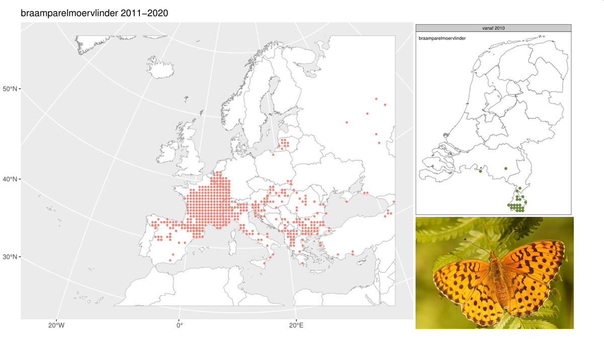 The Marbled Fritillary (braamparelmoervlinder, Brenthis daphne) has massively expanded northwards in Europe, also now reaching the SE of NL. This is a typical example of a climate opportunist, who will probably move north further. #januarivlindermaand
