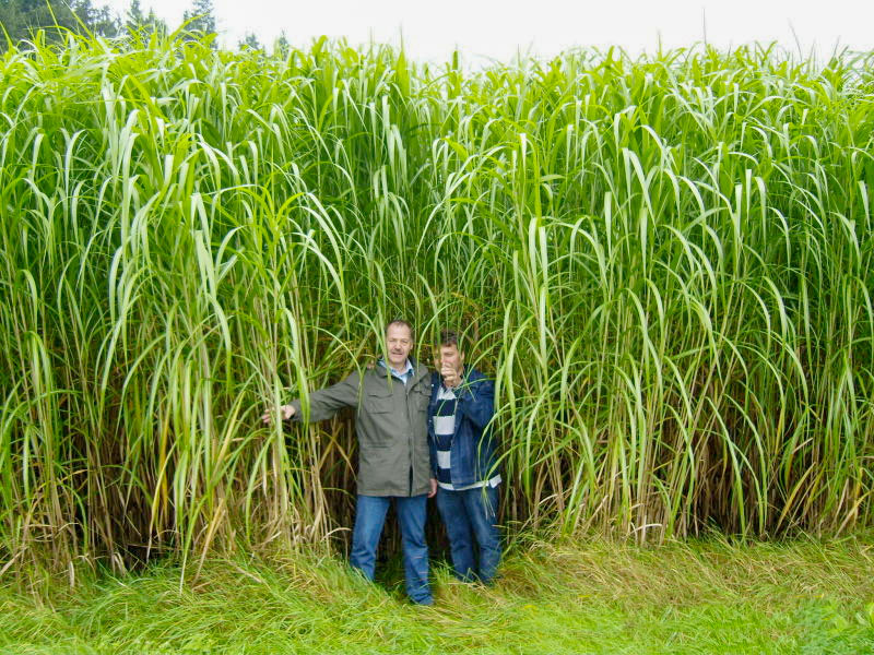 DieGuteMinute's tweet photo. 🌾 Nachhaltig Heizen mit #Elefanten-Gras: Das robuste #Schilfgras ersetzt nicht nur #Heizöl als Energiequelle, sondern bindet auch sehr viel #CO₂.
https://t.co/yYT0cKfJ74 https://t.co/Ut9cmdyzaA